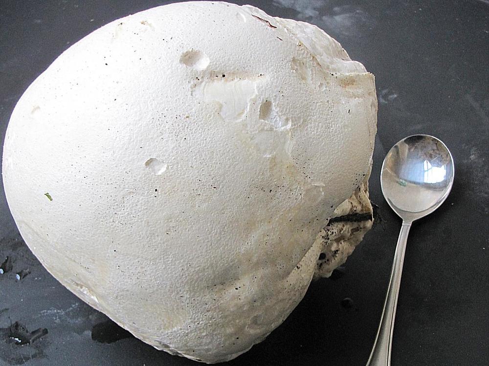 giant puffball.JPG