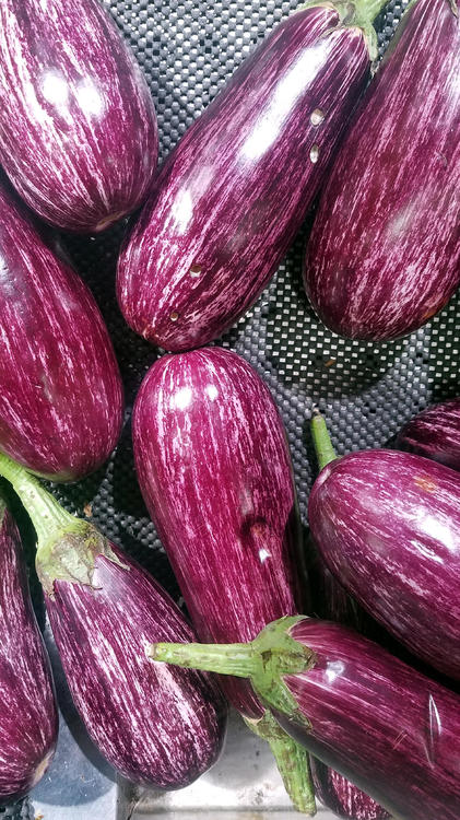 aubergine3.thumb.jpg.bd4ebe968d761d9004c772654f51aad3.jpg