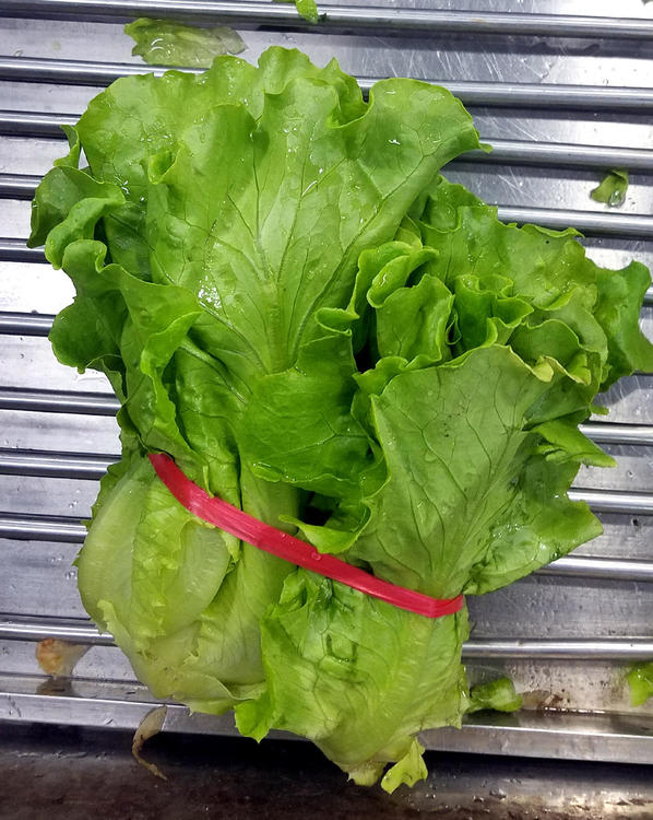 lettuce2.thumb.jpg.2af2ecf0474edb3840999b5f54ff6cd3.jpg