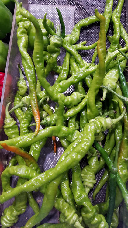 275250812_bullhornchillies.thumb.jpg.63e547780baeeecdab78867dbe71b218.jpg