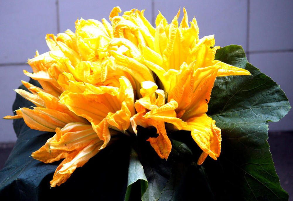 643814706_pumpkinflowers3.thumb.jpg.e98e03b666f92b5e0d240e304af4b2ea.jpg