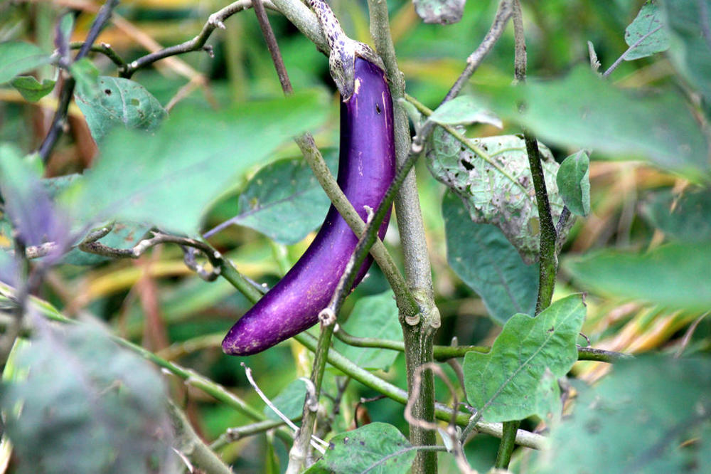 aubergine1.thumb.jpg.f4f454f694eca54af4b278ffccf931d1.jpg