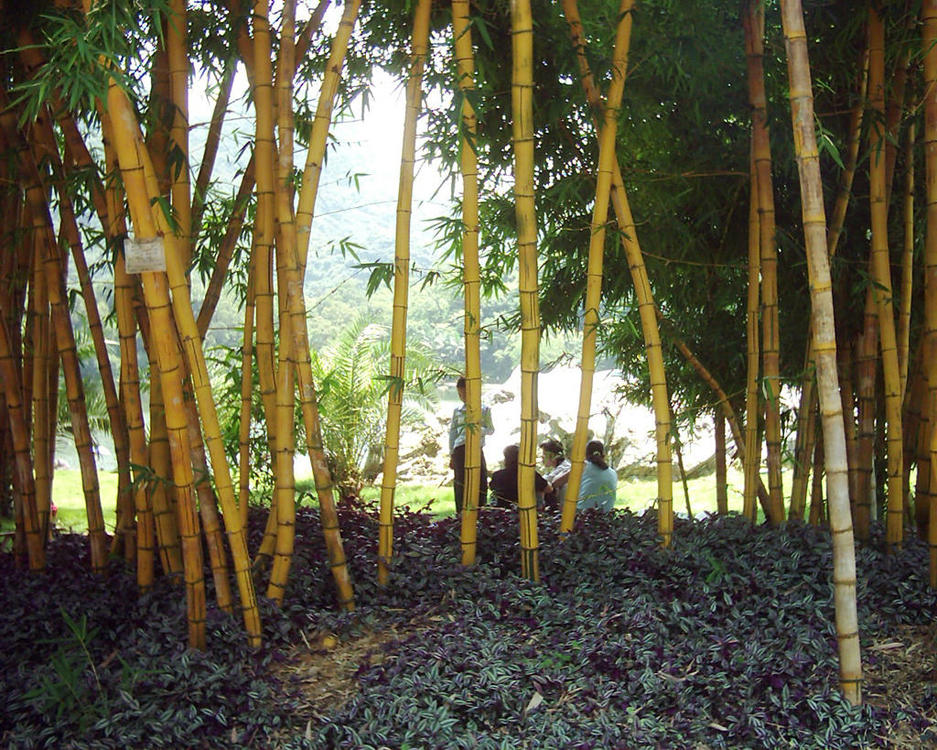 bamboo.thumb.jpg.eceb9af36815397304ef3afcc5d97dd6.jpg