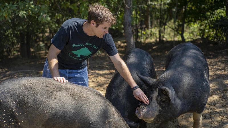 Post in High On the Hog: Rob Connolley touts endangered heritage breed on NPR