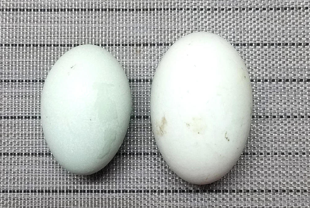 eggs.thumb.jpg.7d3eda764fdec187a7513c2639cdba04.jpg