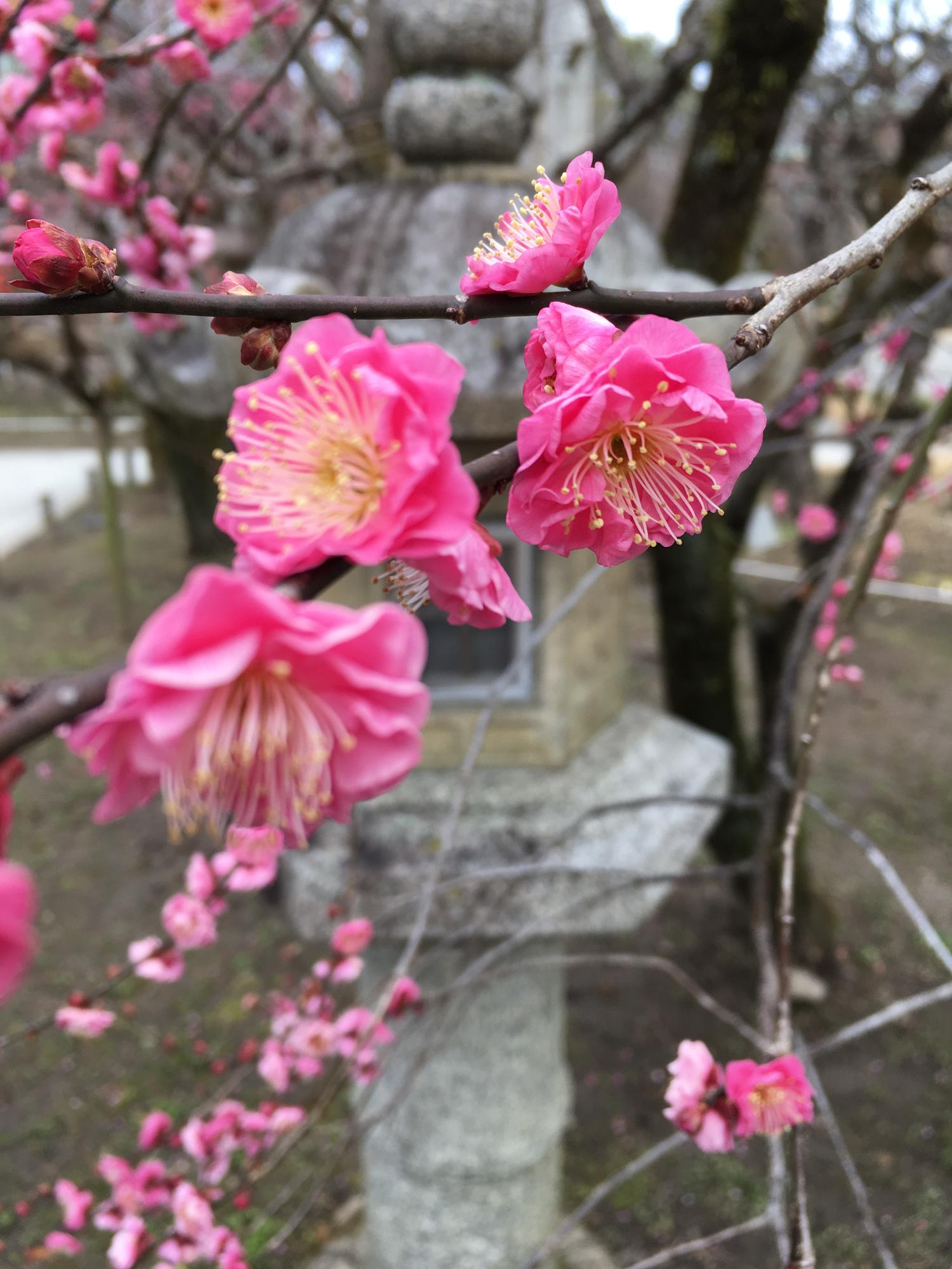 A short travelblog: Spending CNY in Kyoto