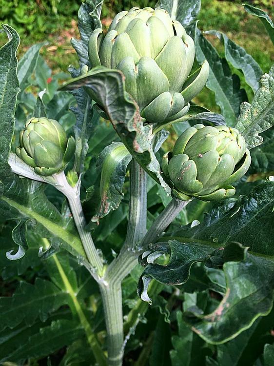 799586608_artichoke2019c.thumb.JPG.e1a654dbcd42fa553b72e8d6f1c36e08.JPG