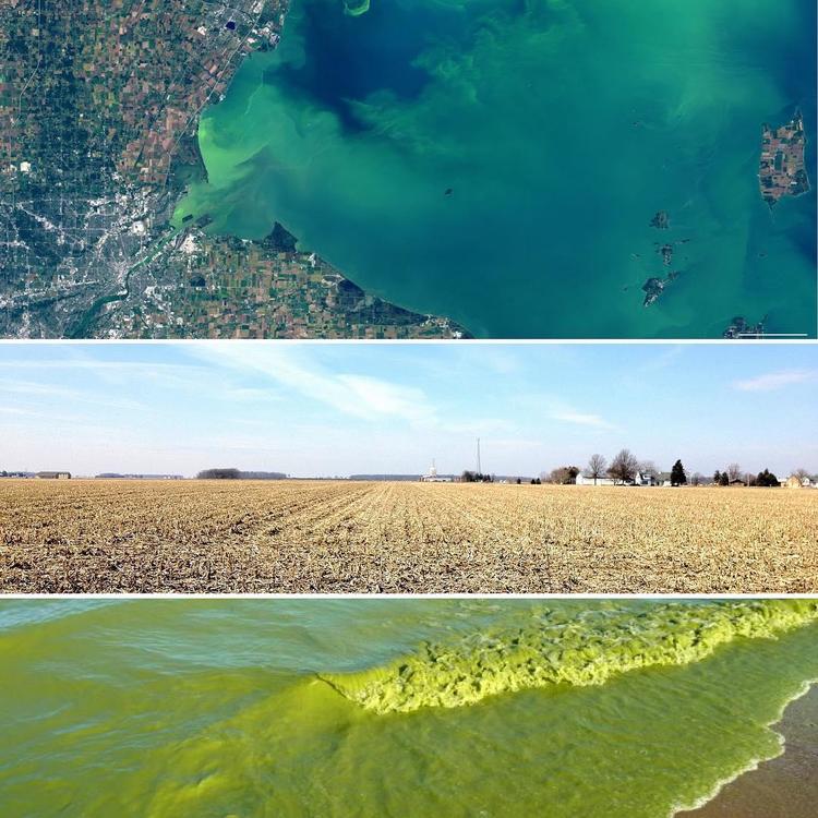 soybeans_algal_erie.thumb.jpg.16df990adf4f65b1568589236dab9858.jpg