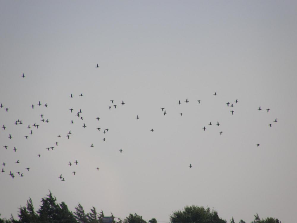 'Tis Hunting Time--A smallish blog