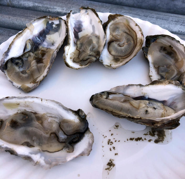 oysters.thumb.jpg.16e724d3086bbd0aca5c68618f68fb72.jpg