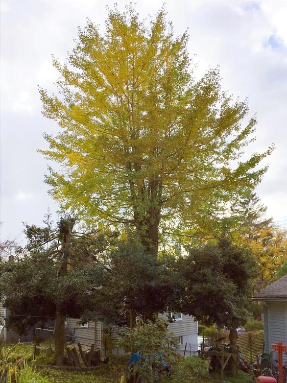 831317951_GINKGOTREE.thumb.JPG.c119af08abb3f7c40fb0029da2cc671c.JPG