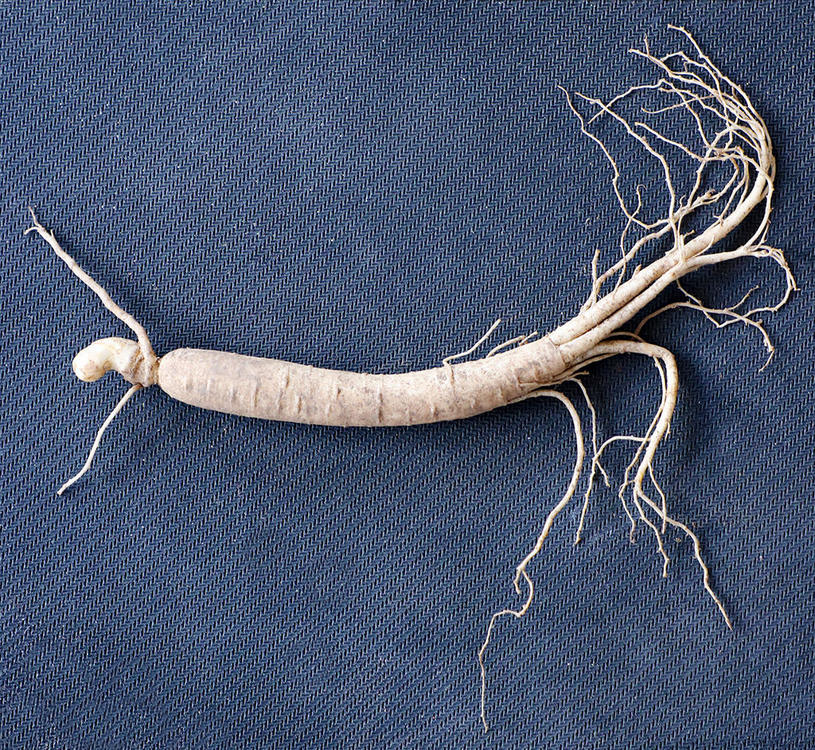 Ginseng.thumb.jpg.9db348d4893694bbeec0778cc7ace638.jpg