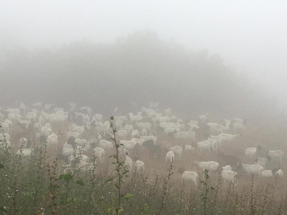 goats in mist.JPG
