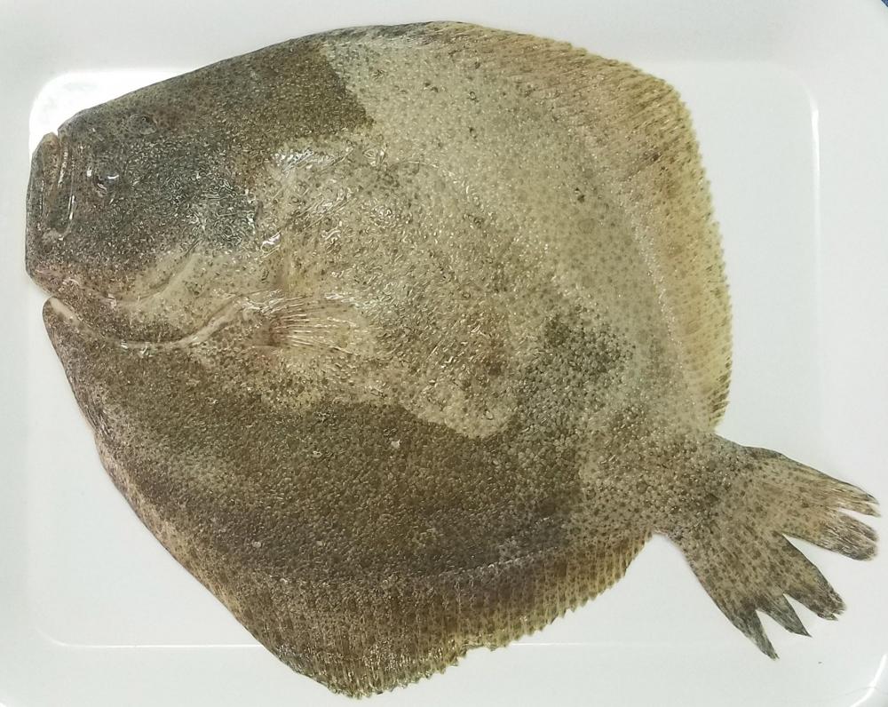 turbot1.thumb.jpg.b04207f54b7c1569c382ff46ab565e50.jpg