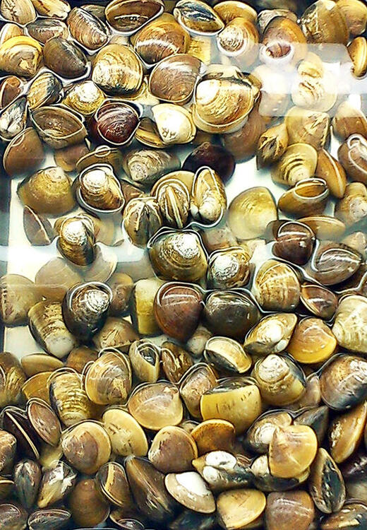 clams2.thumb.jpg.5ed9f18062c523c7e27a92df156fac53.jpg