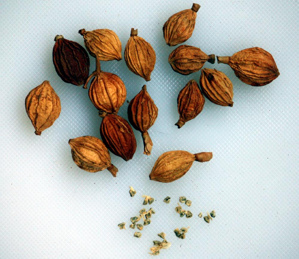 cardamom.thumb.jpg.87d40b9d66237ebaf483cb7d0d1cbfe3.jpg