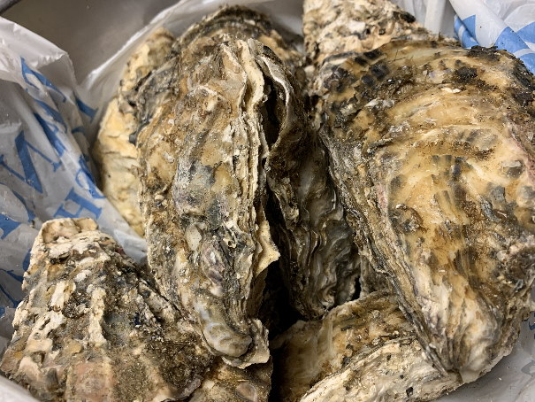 1929760424_oysters3475.jpg.2ed1b525feeadb463ca6e5db26c1a523.jpg