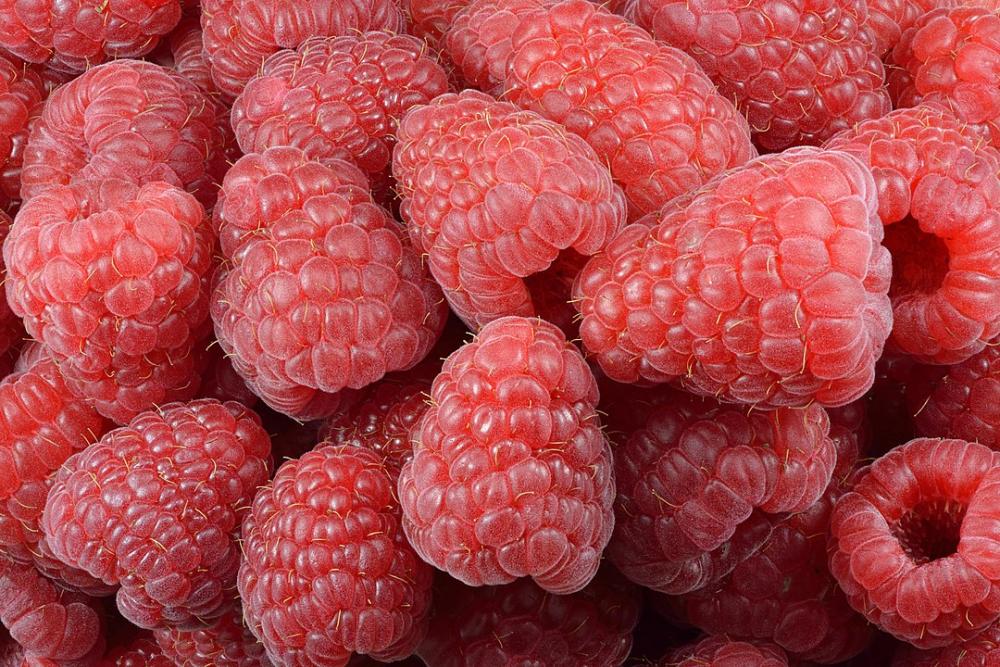 1080px-Raspberries_(Rubus_idaeus).thumb.jpg.3c66b18305f06fe0a63868f739f282c9.jpg