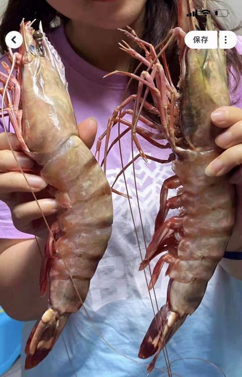 39811240_giantprawns.thumb.jpg.17d5e506405b7b6217e73d7e0d874fb6.jpg