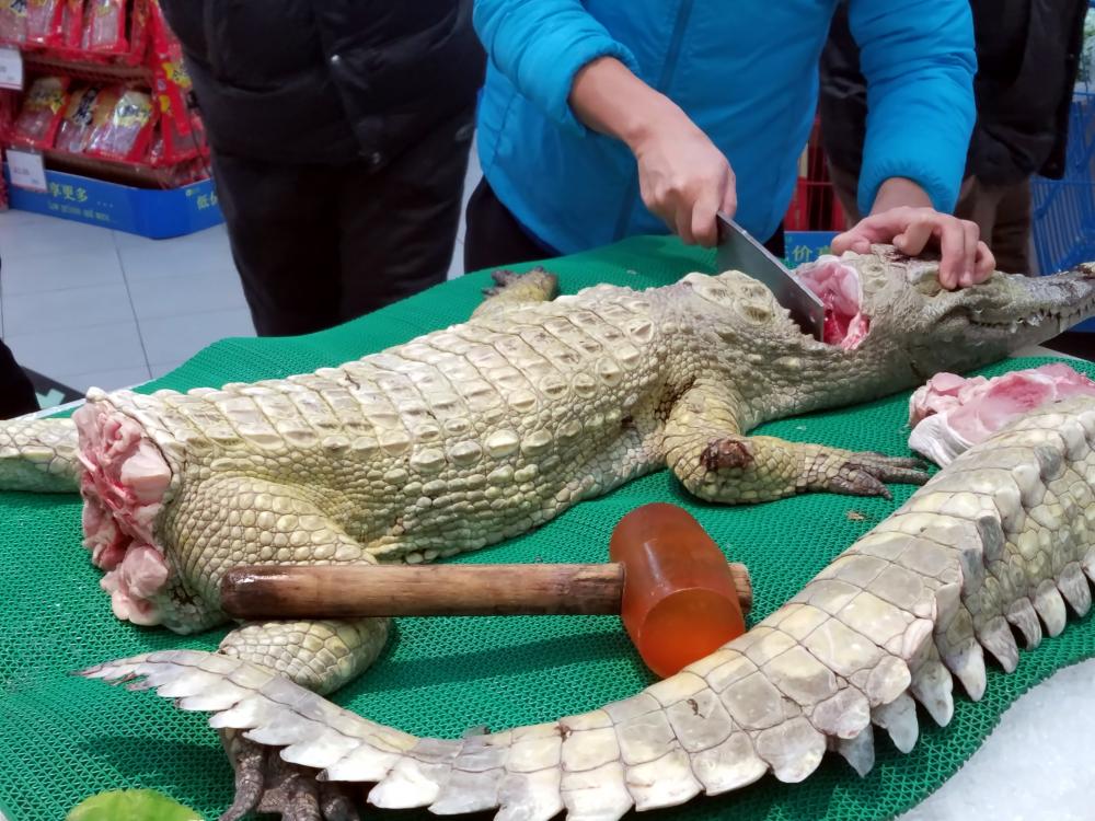 alligator1.jpg