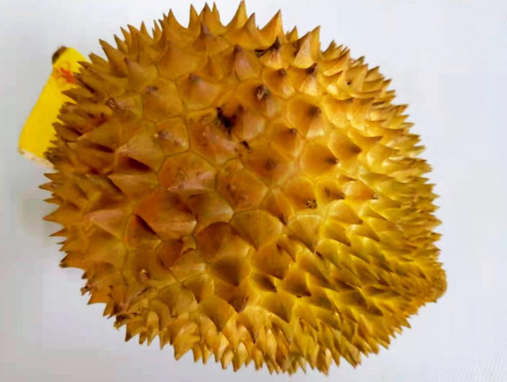 durian.thumb.jpg.a9c071d67293512a4c40927bb390b913.jpg