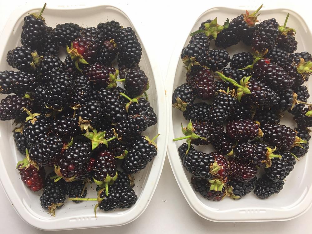 1437857268_2021blackberries.thumb.jpg.9637dc2727bb7e9a33dfe88b8091b2a8.jpg