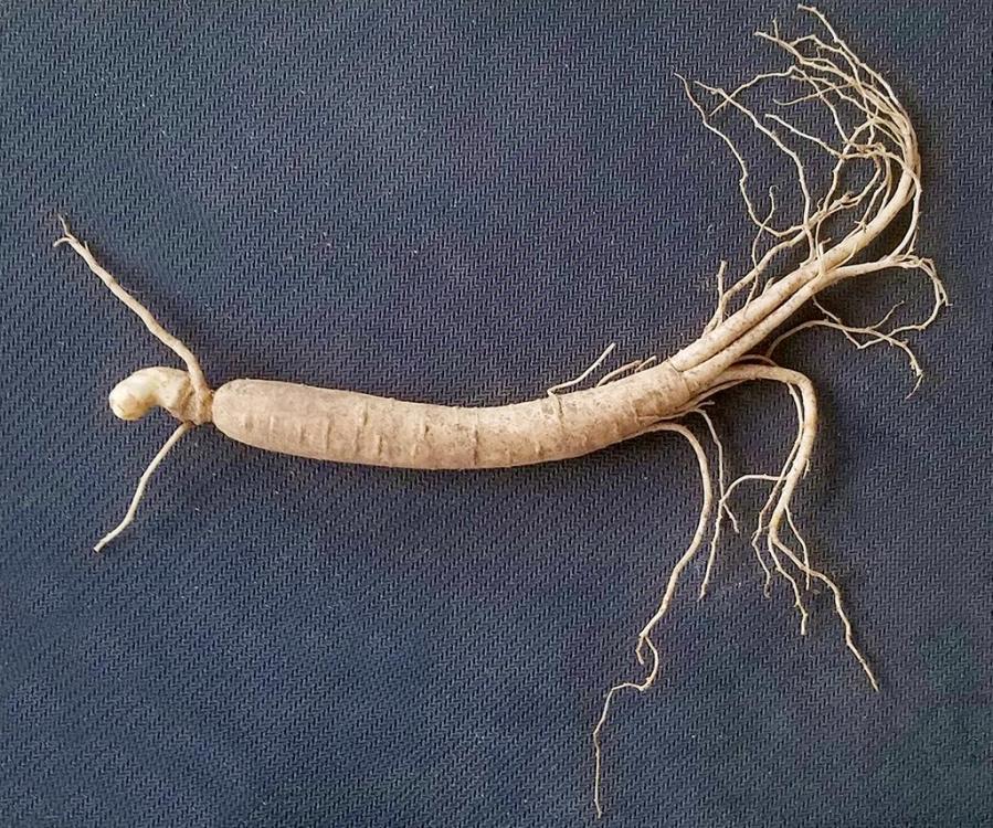 Ginseng2.thumb.jpg.60e60510d5f67e8e98d31615f4ca18ae.jpg