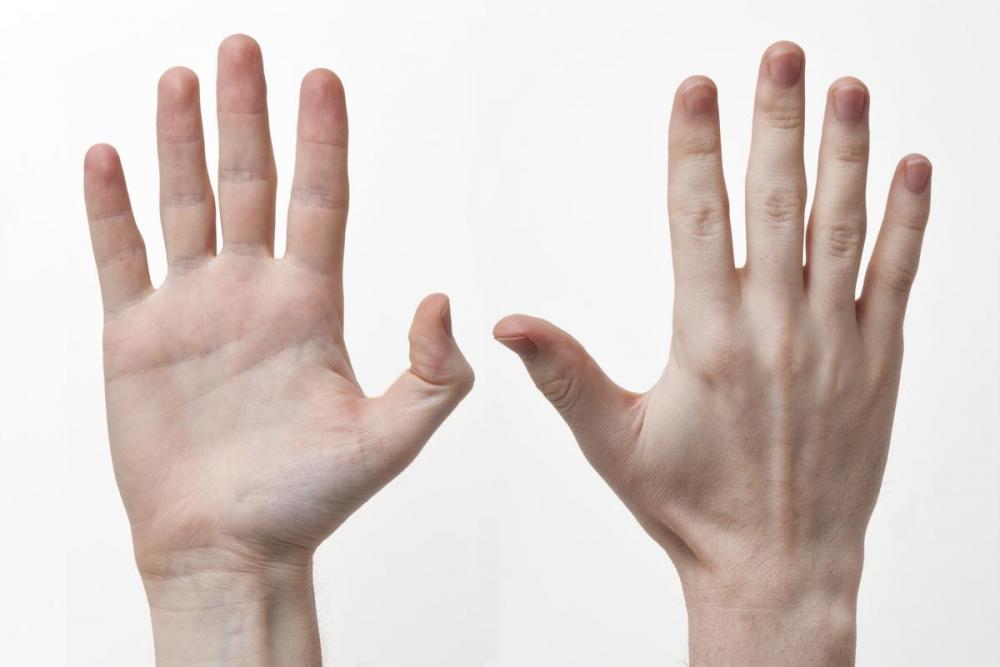 Human-Hands-Front-Back.thumb.jpg.9cfd862a692313afaca2961c6d9ddf4f.jpg