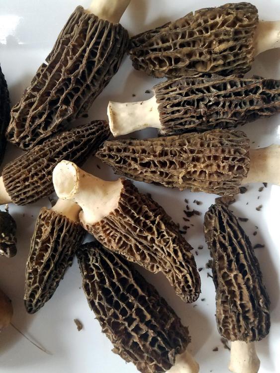 morels.thumb.jpg.3f03a5872d5c12817d8631dc44be6c1e.jpg