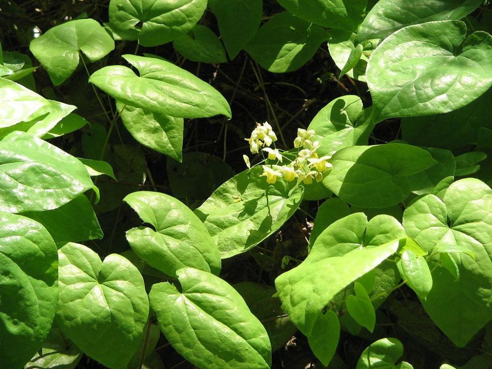 1024px-Epimedium_versicolor01.thumb.jpg.78e6cb7c9ea0bed618f50ce94fe1e9a0.jpg