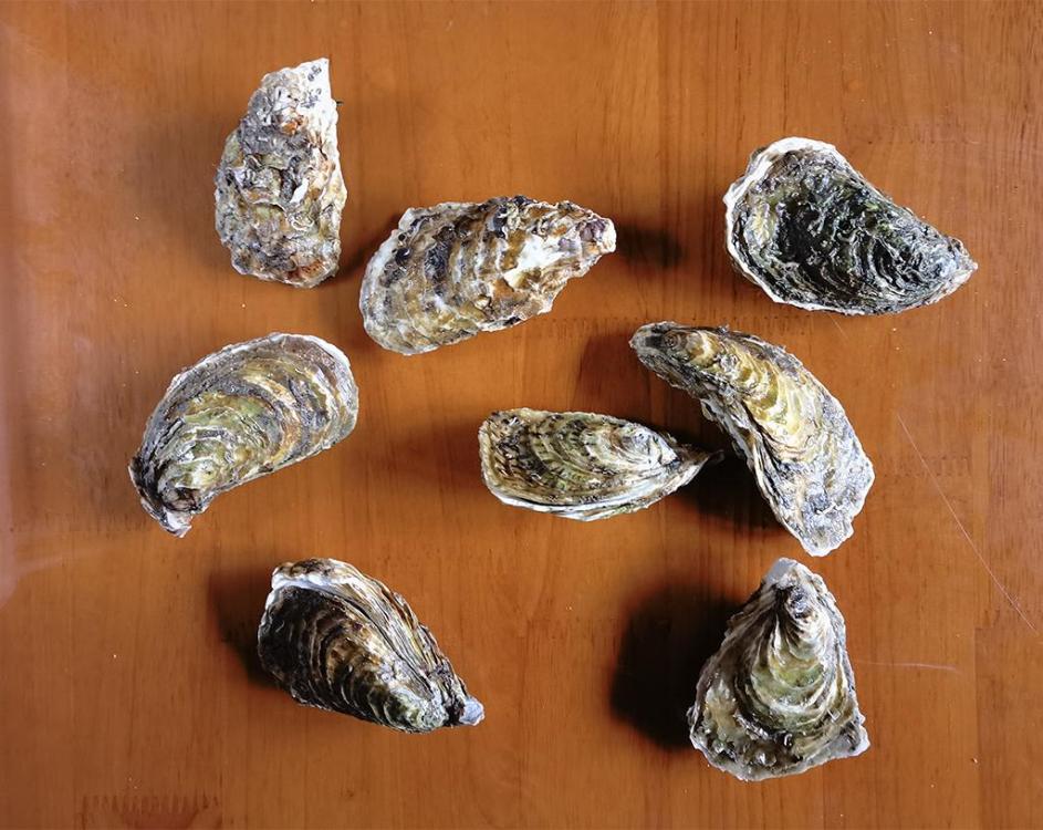 oysters.thumb.jpg.9911b3497cd9f70c409fab6d236781ef.jpg