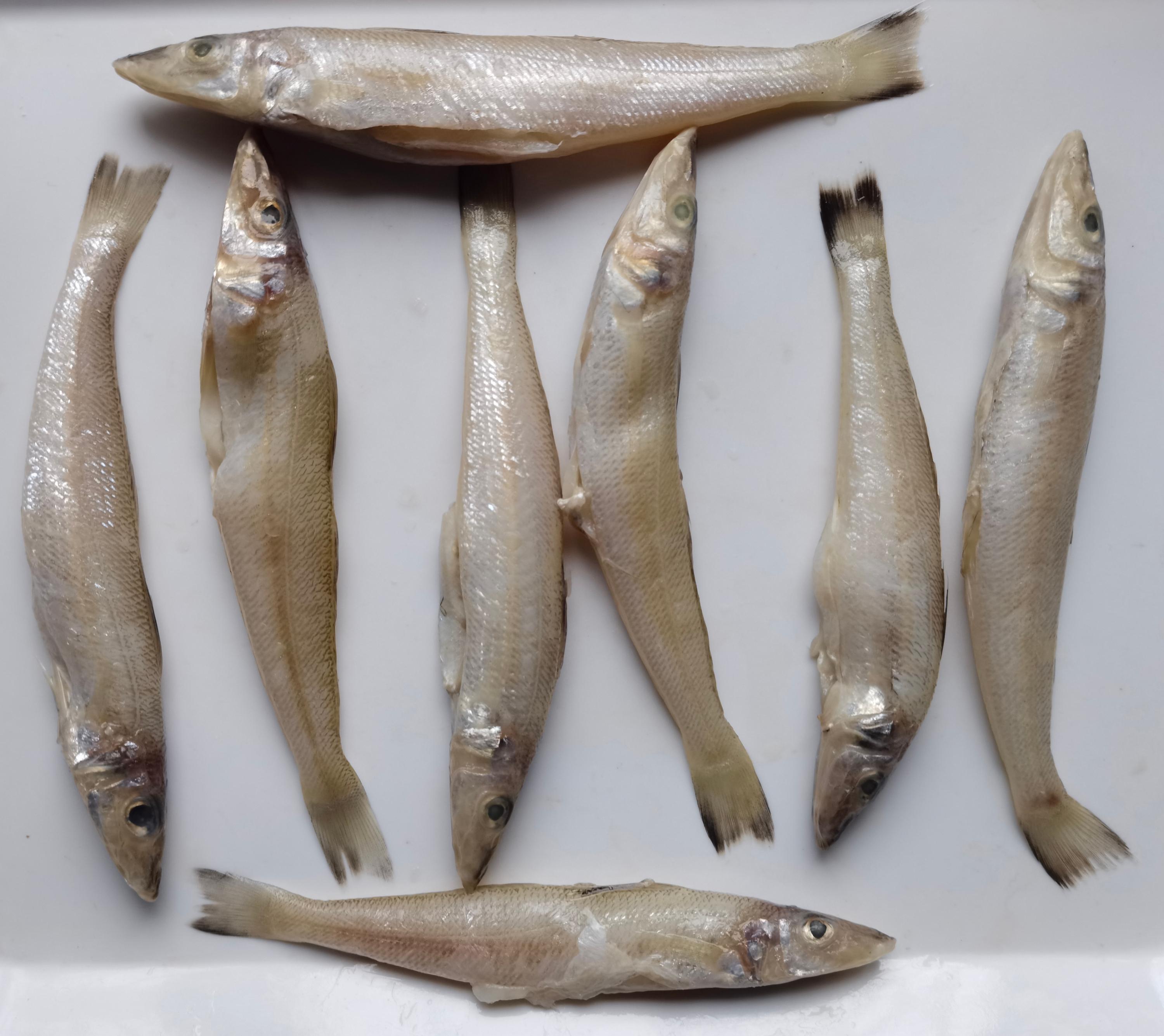 Fish Redfish China Trade,Buy China Direct From Fish Redfish Factories at