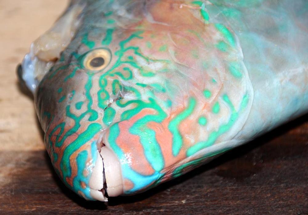 parrotfish.thumb.jpg.ab5d53e6982e7ff22f5c939037459947.jpg