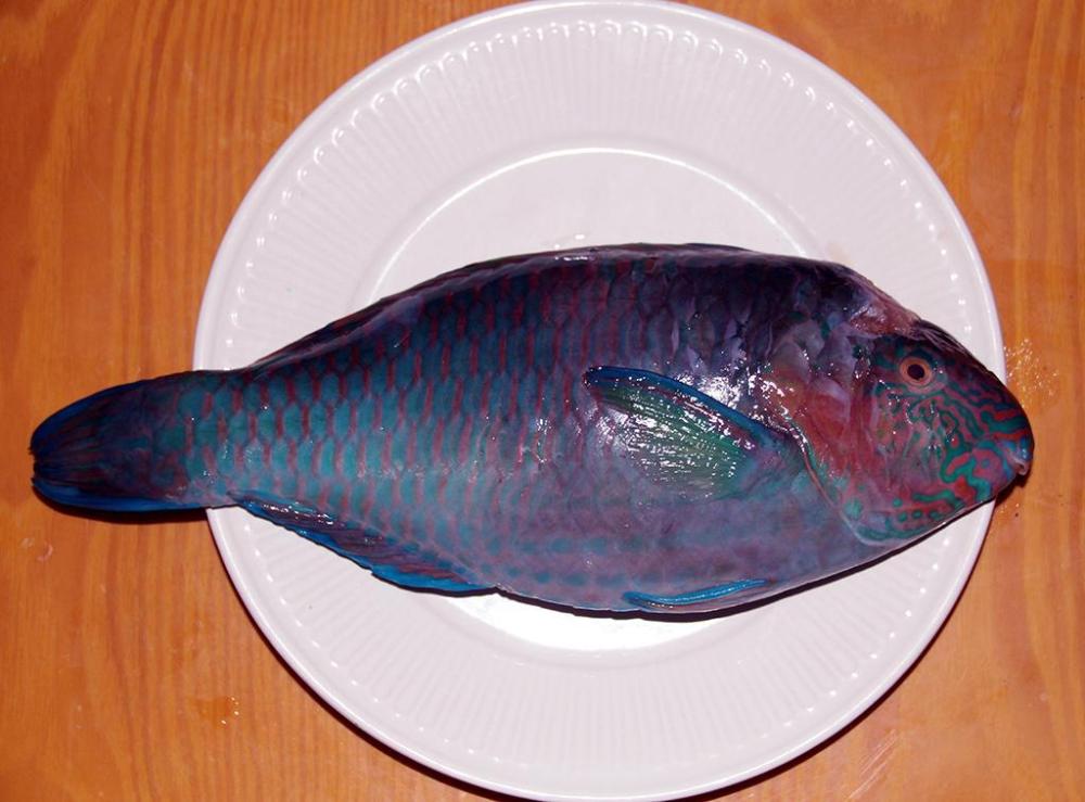 parrotfish1.thumb.jpg.25925b6f87c663e047b7a20c339a57d6.jpg