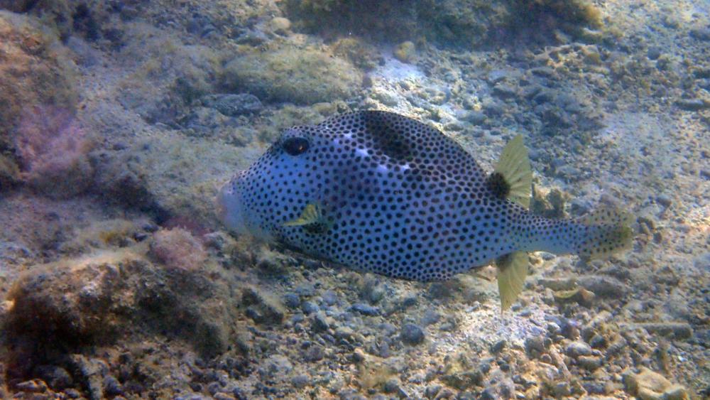 253028424_mahospottedtrunkfish.thumb.jpg.5c7f1c542163c959b4533d26d23ff5f4.jpg