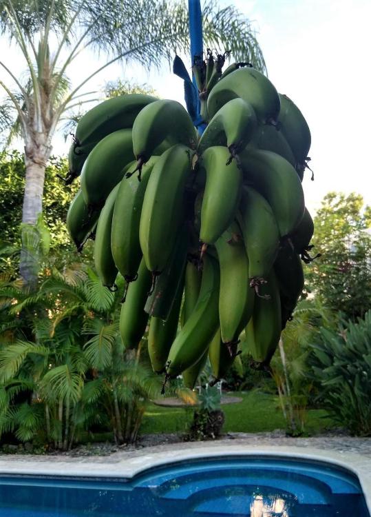 bananas green (1).jpg