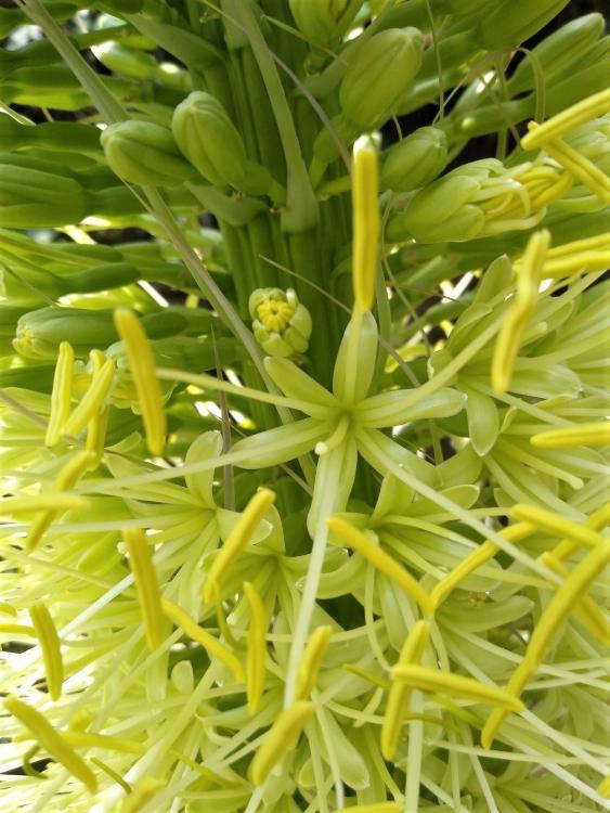 flowers elefante.jpg