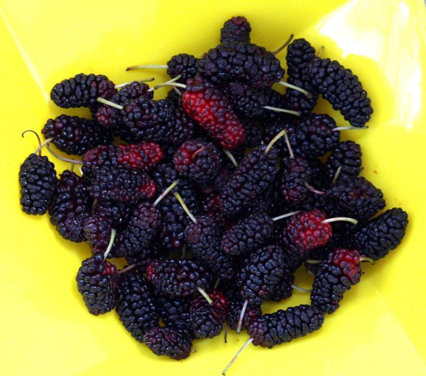 mulberries.thumb.jpg.19f147806cbf67d1055f8f7f08788d6a.jpg
