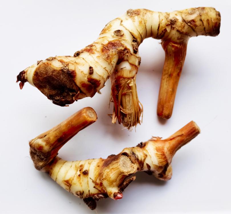 Galangal.thumb.jpg.0bcfdbb30258bb6065d2bd6c9e960330.jpg