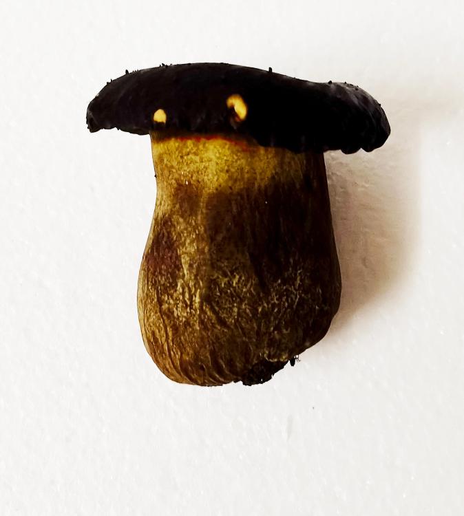 boletus.thumb.jpg.94af4072c3e4f3d6aed3940eb3cb3f41.jpg