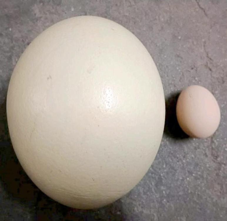 Ostrich egg.jpg