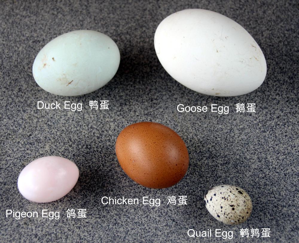 5 eggs.jpg