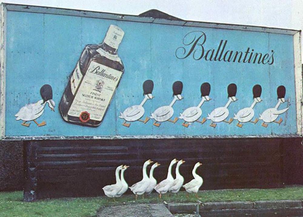 Ballantynes Geese.jpg
