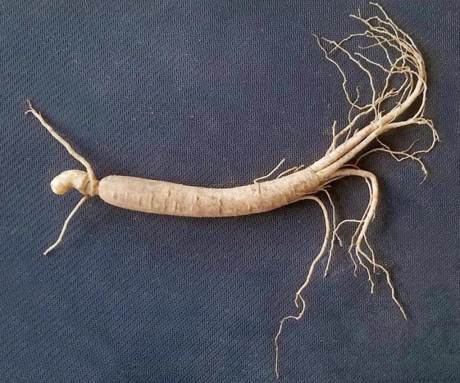 Ginseng2.thumb.jpg.2ec68db9e2d48a89c438f16bc49c05e4.thumb.jpg.65e39950a1fb1611fded2de31f34955d.jpg