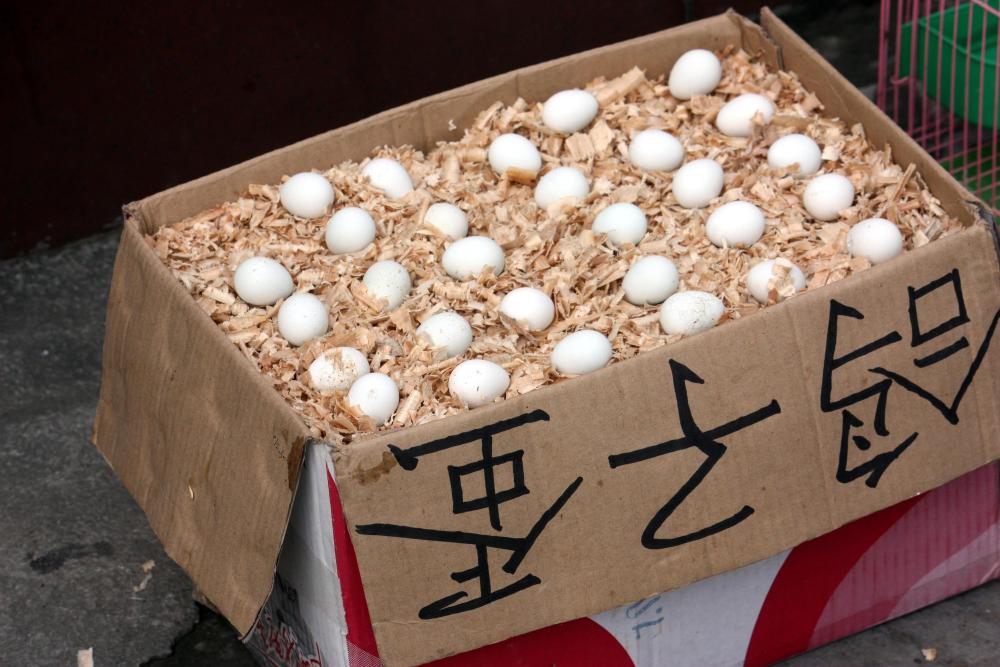 Pigeon eggs.jpg