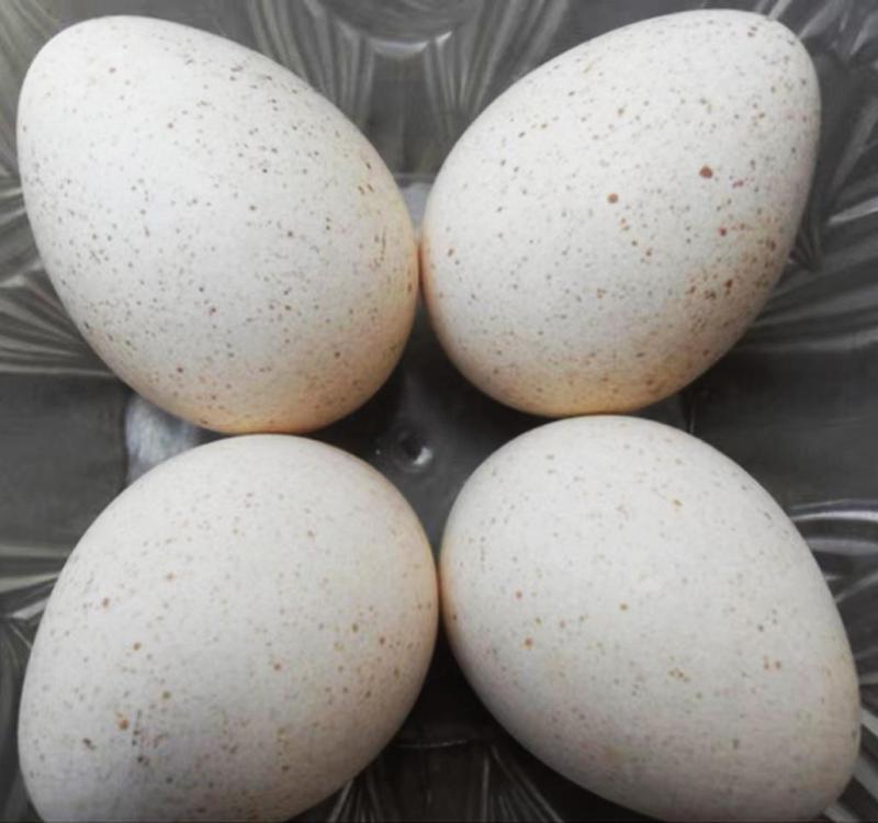 Turkey eggs.jpg