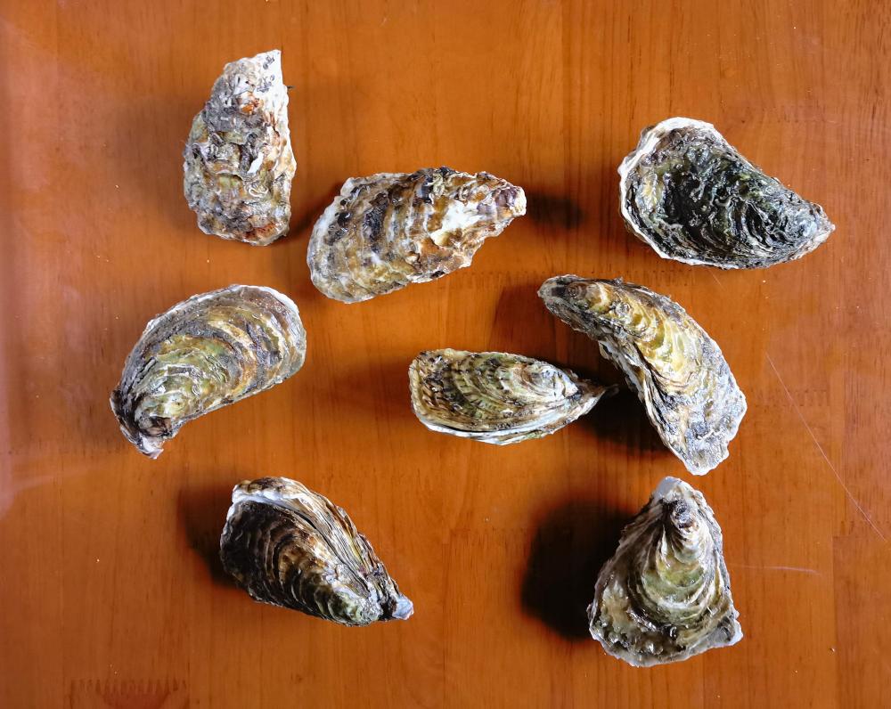 oysters.thumb.jpg.b62faeed99fc0e1da4ae7c804c7564d5.jpg