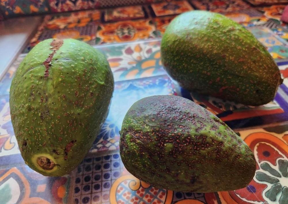 avocados from yard.jpeg