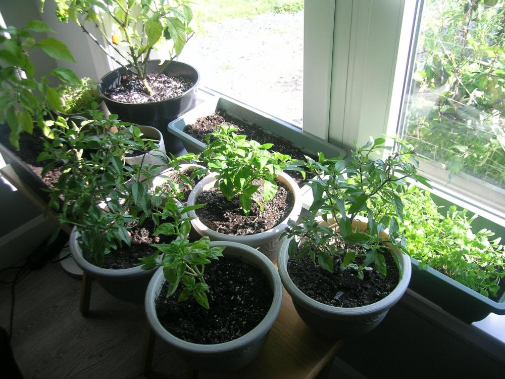 Sept.14IndoorGarden.thumb.JPG.b90a612b86a0098f4fee5df8a79dfff5.JPG