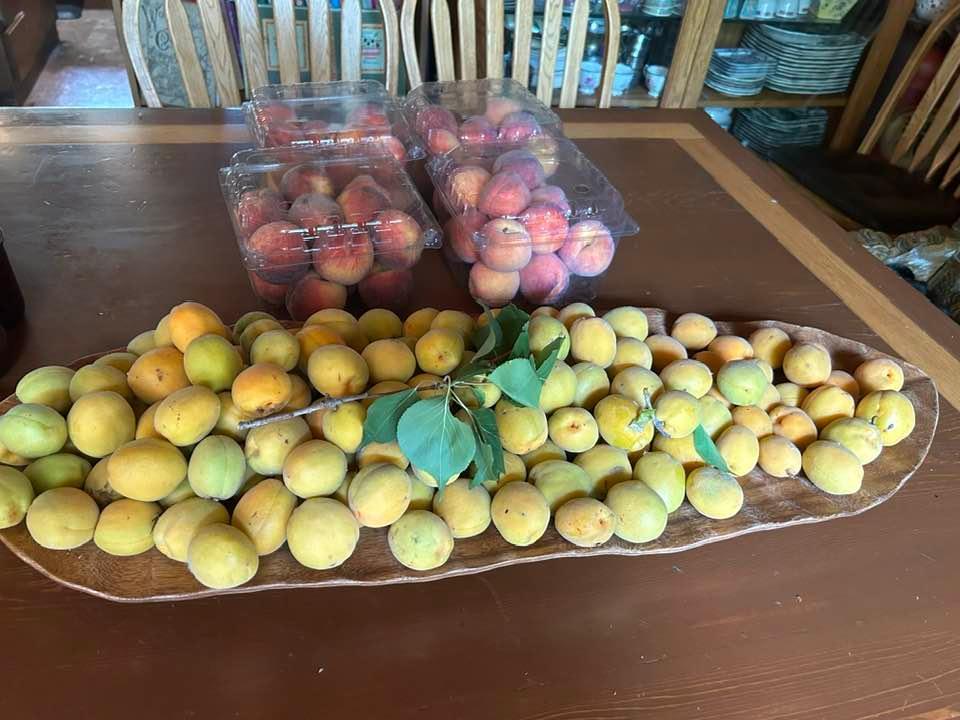 apricots.jpg.39b41f239b78cb97720f9f851df1a128.jpg